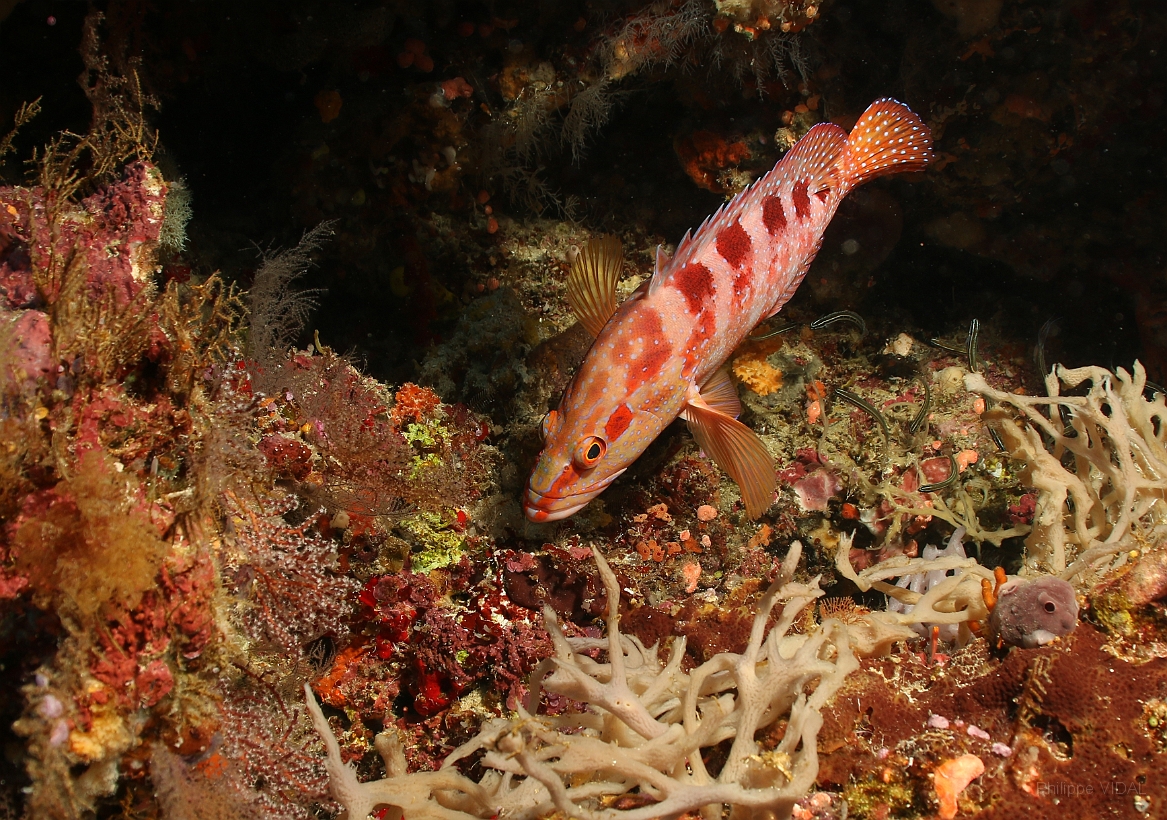 Sipadan_2015_Merou rouge_Cephalopholis miniata_IMG_3040_rc.jpg